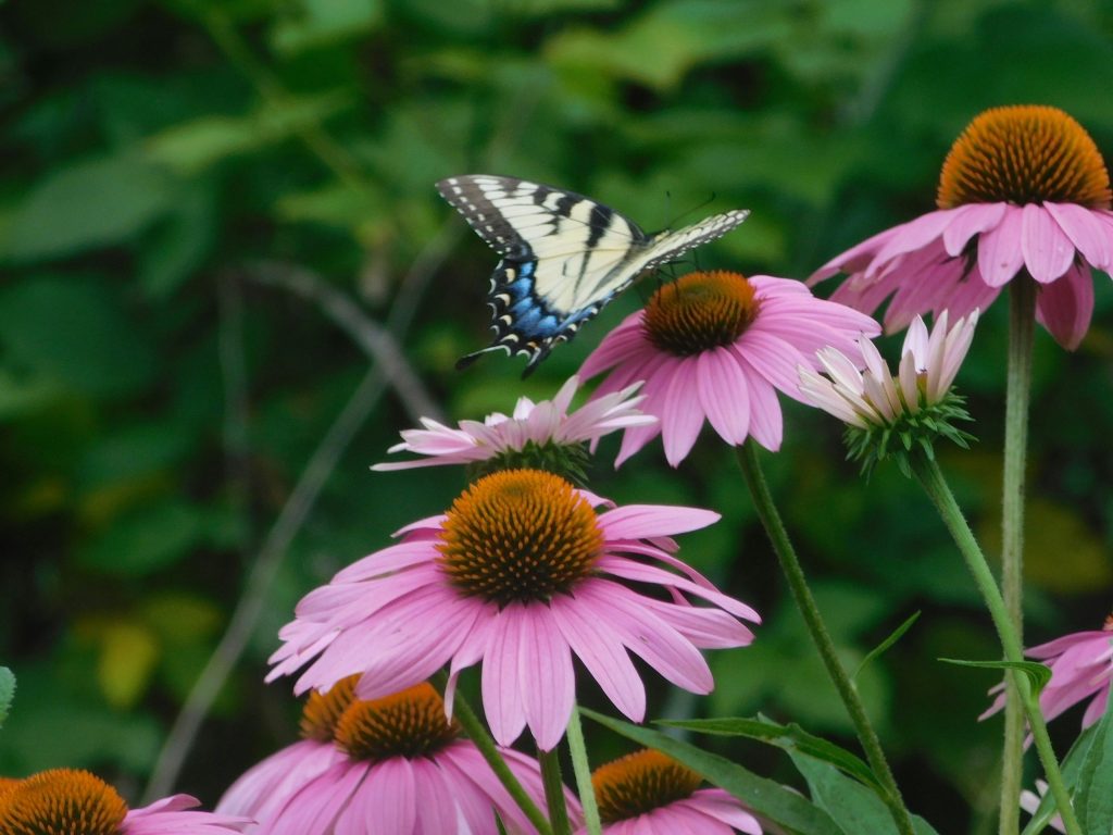 Credit: 
Photo by <a href="https://unsplash.com/@fishcake2021?utm_source=unsplash&utm_medium=referral&utm_content=creditCopyText">Lynn Perkins</a> on <a href="https://unsplash.com/photos/a-blue-and-white-butterfly-sitting-on-a-pink-flower-q4pBcZR92Jc?utm_source=unsplash&utm_medium=referral&utm_content=creditCopyText">Unsplash</a>
Echinacea angustifolia for the flu virus